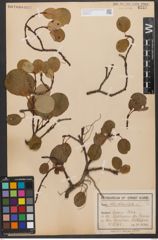 Foto von Salix reticulata L.